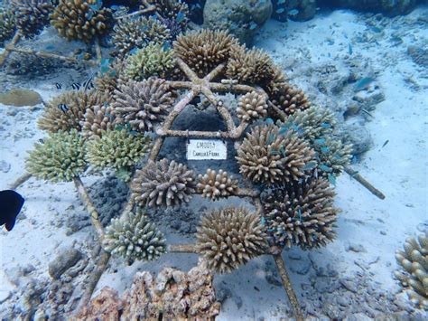 Guardians Of The Reef Protecting The Coral Reefs Of The Maldives