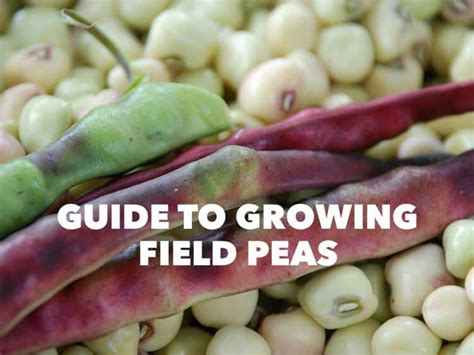 Guide To Growing Southern Field Peas Gardening Channel