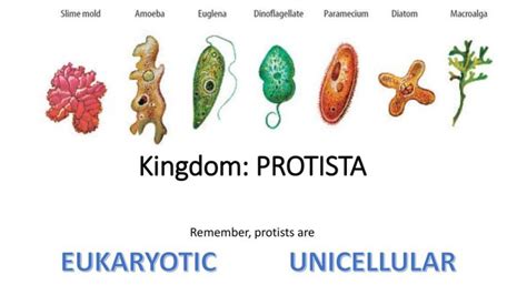 What are Protists? - GeeksforGeeks