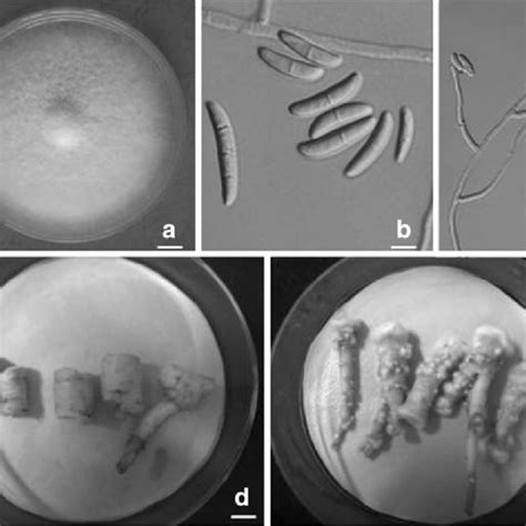 Morphological Features Of Fusarium Solani F19 And Infected American