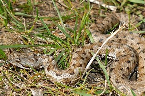 Vipera Aspis Vipera Comune Animali Velenosi