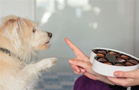 ¿por Qué Los Perros No Deben Comer Chocolate