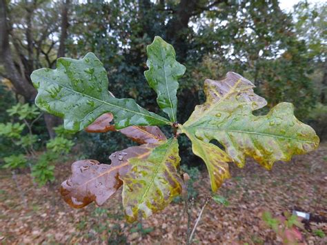 76 Types Of Oak Trees In North America Foliage Photos Progardentips