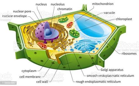 Plant Cell Structure Stock Illustration Download Image Now Plant