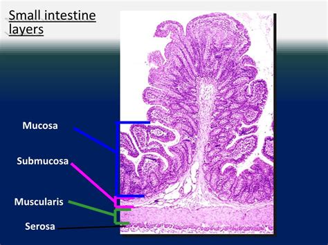 Small Intestine Mucosa Histology