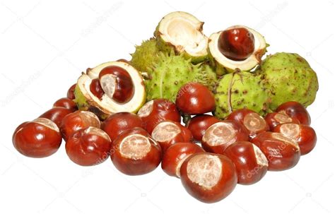 Horse Chestnut Tree Conkers — Stock Photo © philkinsey #42522595