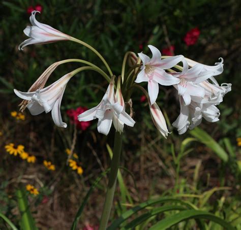 Crinums: Plant Care and Collection of Varieties - Garden.org