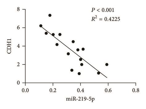 Cdh1 Is Identified As A Downstream Target Of Mir 219 5p A Sequences