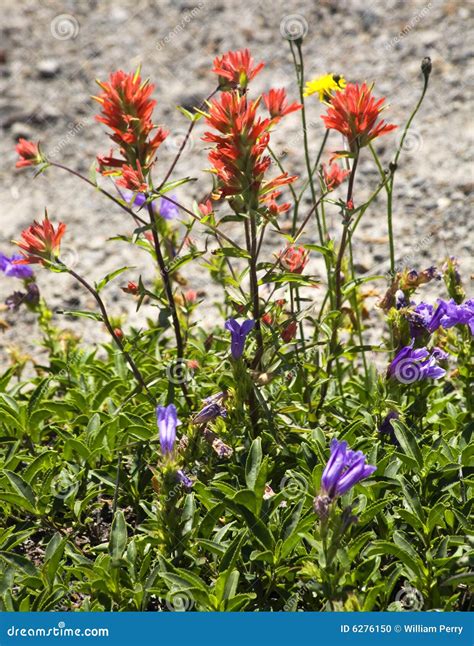 Wildflowers Red Indian Paint Brush Purple Larkspur Stock Photo Image