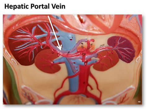 Anatomy And Physiology Atlas Oscar Seth