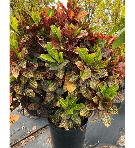 Codiaeum Variegatum Treeworld Wholesale