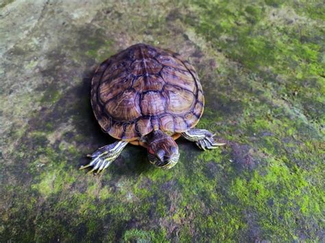 Turtle with brown shell stock photo. Image of element - 221579078