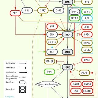 A Insulin Rtk Mediated Tyrosine Signaling Pathways B Egf Rtk