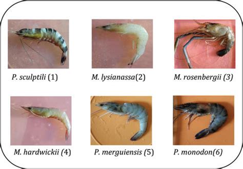 Figure . Six species of shrimp carapace. | Download Scientific Diagram