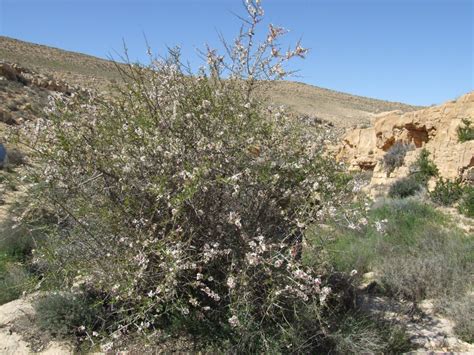 Why the future of agriculture lies in Israel's desert - ISRAEL21c