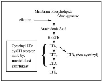 Treatment of Atopic Dermatitis and with Leukotriene Antagonists