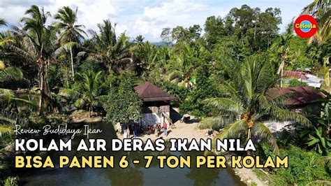 Budidaya Ikan Nila Di Kolam Tanah Air Deras Panen Umur Bulan