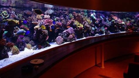 9 Really Cool Aquariums Mental Floss