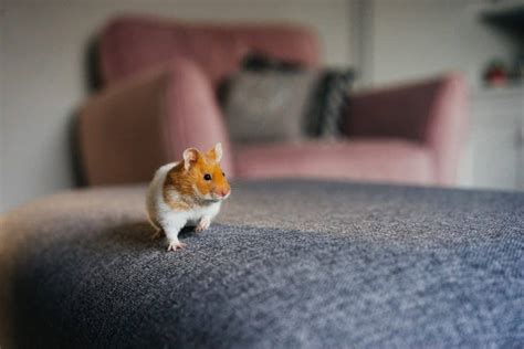 How To Tell If Your Hamster Is Blind [best 5 Ways To Know]