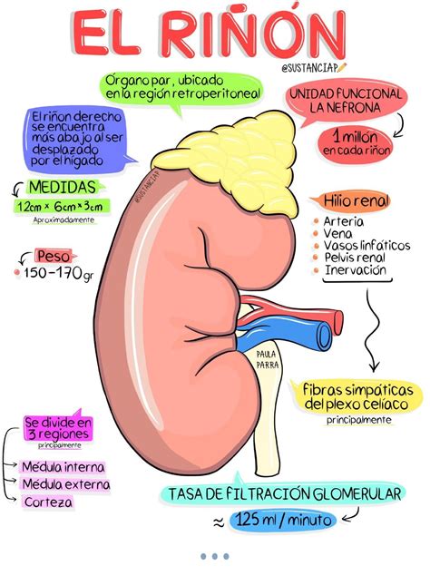 Anatomia Del Rinon Anatomia Humana Salud Udocz Images