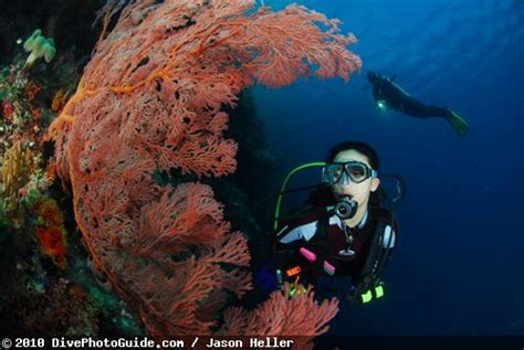 Underwater Photography With Models