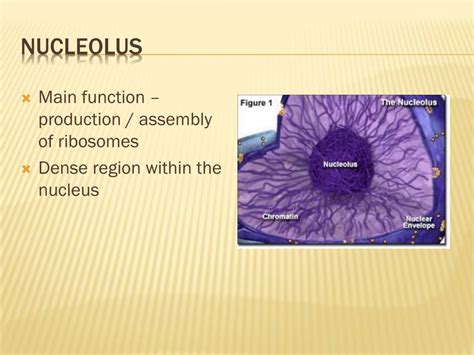 Ppt Cell Structure And Function Powerpoint Presentation Free Download Id2097289