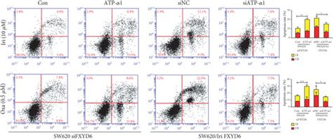 FXYD6 Mediated Cell Apoptosis And Autophagy By Mediating The