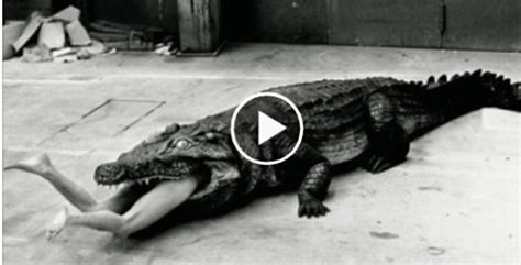 See The Video Biggest Crocodile Eats A Girl Alive Video Dailymotion