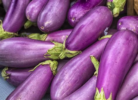 menanam terong ungu hingga panen melimpah terbukti