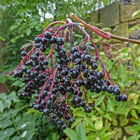 Elderberries Tim Green Flickr