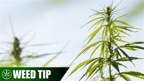 Cannabis Early Flowering Stage Tips