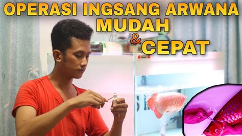 CARA CEPAT OPERASI INSANG IKAN ARWANA MELIPAT BAGI PEMULA Dengan MUDAH