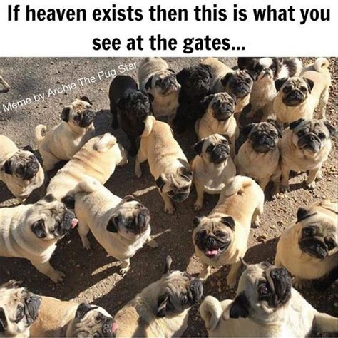 101 Lovable Pug Memes That Are Too Puggin' Cute