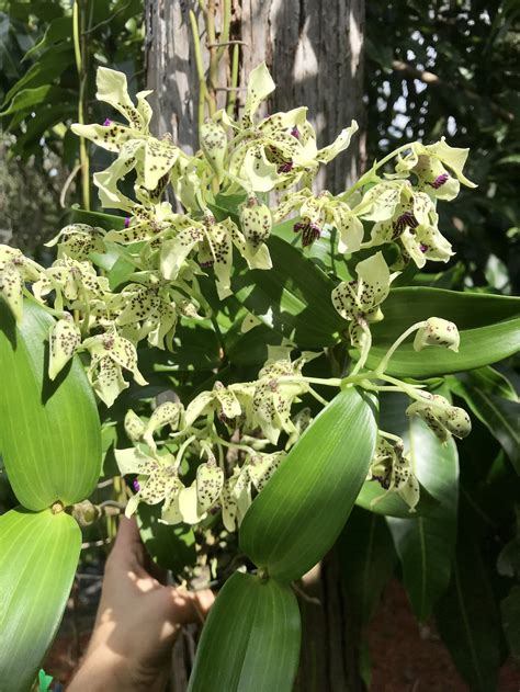 Dendrobium Orchids For Sale — Palmer Orchids