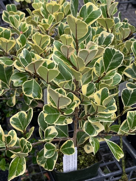 Ficus Triangularis Natalensis Variegata — Vintage Green Farms With Tom Piergrossi