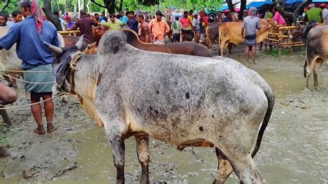 আজ ১৮ জুন ৫০৭০ হাজার টাকার মধ্যে কুরবানির উপযোগী ষাঁড় গরুর দাম