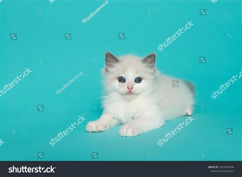 Cute Ragdoll Kitten Blue Eyes Lying Stock Photo 1867460548 Shutterstock