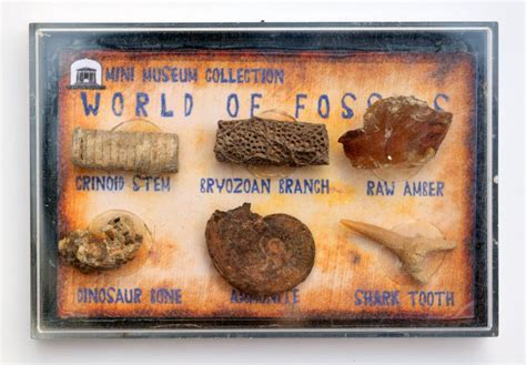 Fossil Collection Amber – Jurassic Jacks Fossil Shack