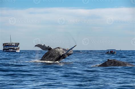 humpback whale breaching 17413552 Stock Photo at Vecteezy