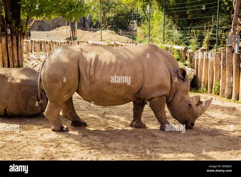 Rhino in the zoo Stock Photo - Alamy