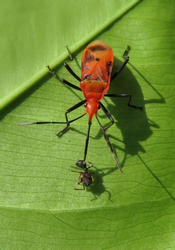 Red Bugs Dindymus Rubiginosus Bali Wildlife