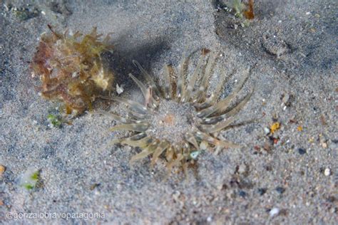 An Mona De Arena Gu A De Especies Submarinas De Argentina Inaturalist