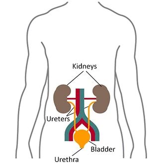 Your Kidneys & How They Work - NIDDK