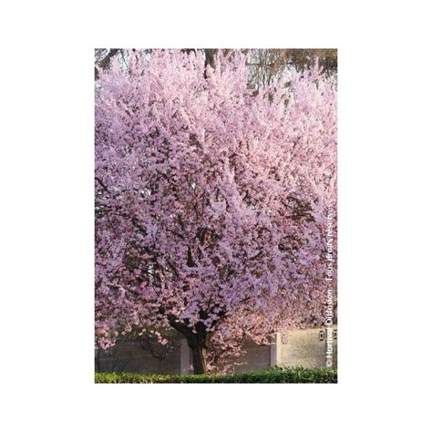 Prunier Myrobolan Pourpre Prunus Cerasifera Atropurpurea Pissardi