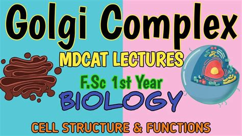 Golgi Complex Or Golgi Apparatus Structure And Functions Mdcat And Fsc Biology Lectures Youtube