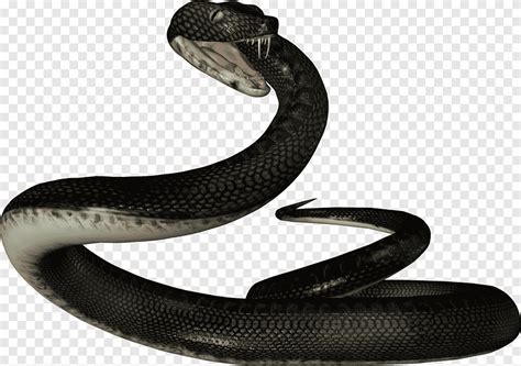 Serpientes negras ilustración de serpiente negra png PNGEgg