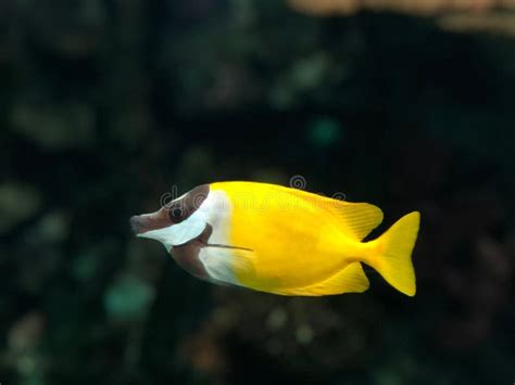 Yellow Foxface Rabbitfish In An Aquarium Stock Image Image Of Coral