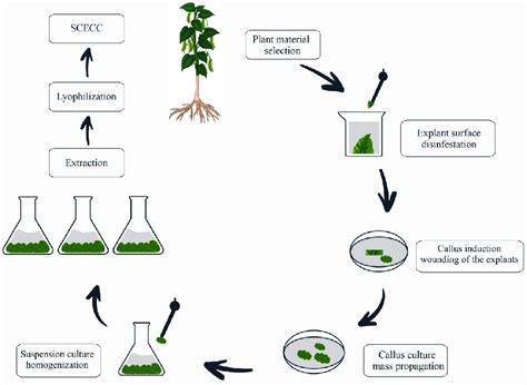 Guideline For The Preparation Of Cell Aggregate Suspensions From Coffea