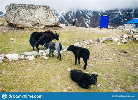 Baby Himalayan Yak on Himalayas Nepal Stock Photo - Image of background ...