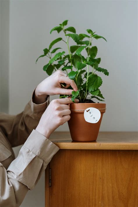 Tired of Ants? Here’s How to Use Plants to Show Them the Door, For Good.